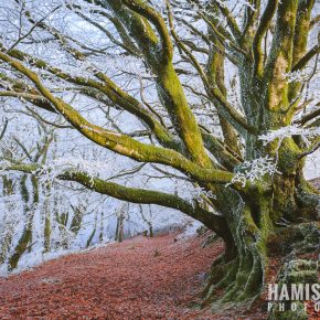 International Garden Photographer of the Year