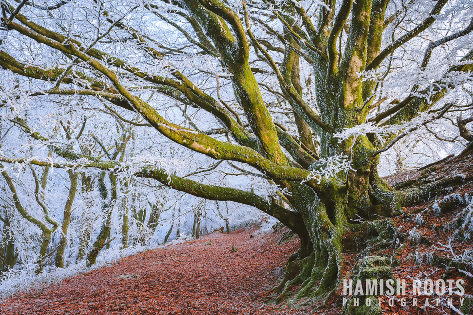 International Garden Photographer of the Year